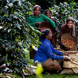 Banner met quote rainforest alliance expense case 300x300